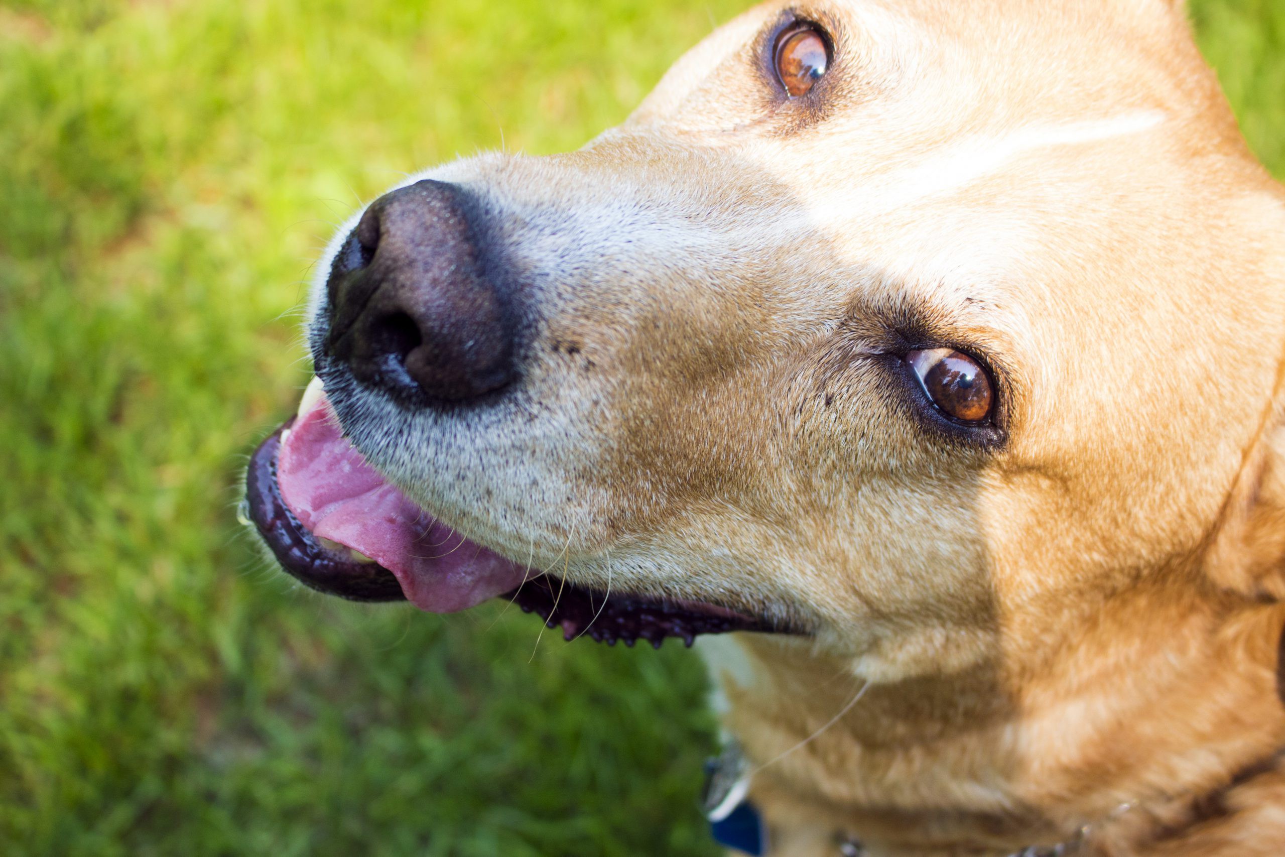 大型犬の飼い方や、日常生活での過ごし方などを紹介するカテゴリーです。