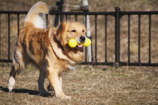 大型犬のボールの取ってこいの練習