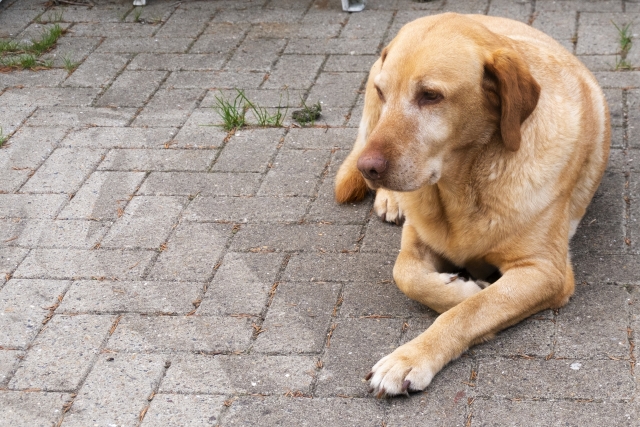 ブラッシング道具 おすすめコーム ６選 大型犬を飼ってるお父さんの情報サイト Big Dog Magazine