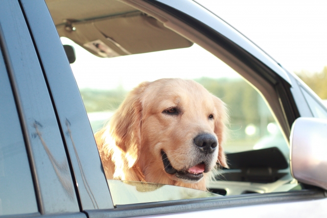 大型犬用の車に乗せるときのシートやクレート紹介 大型犬を飼ってるお父さんの情報サイト Big Dog Magazine