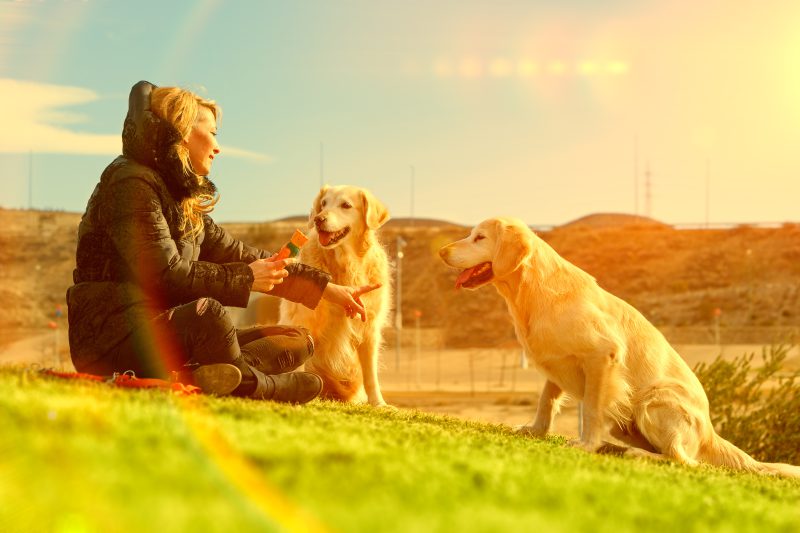 持ち運びができる大型犬用のケージの魅力