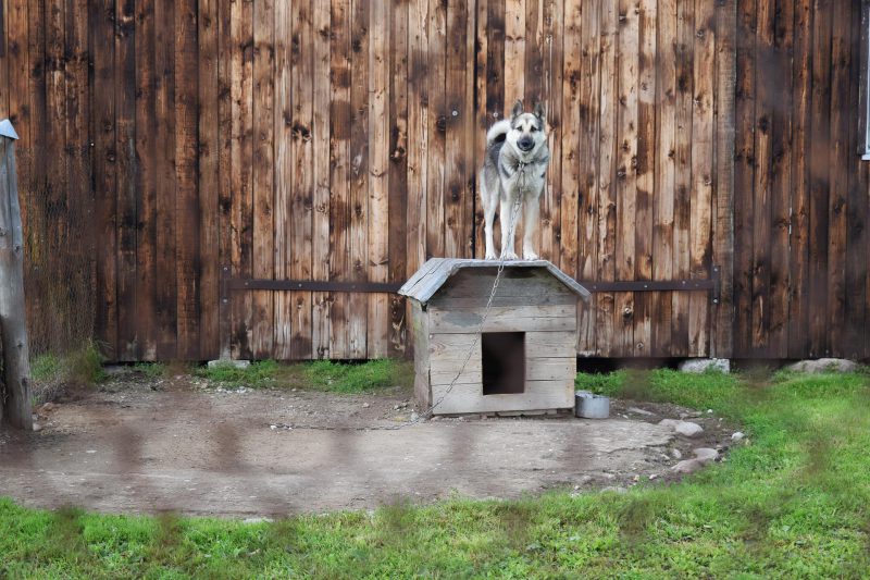 大型犬用 屋外ケージを購入前に知っておくポイント