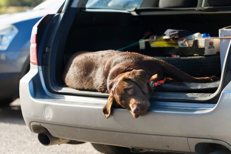 持ち運びができる大型犬用のケージのデメリット