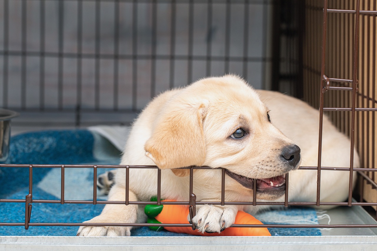 【失敗しない為】室内にピッタリの大型犬用ケージ購入前に知っておくポイント